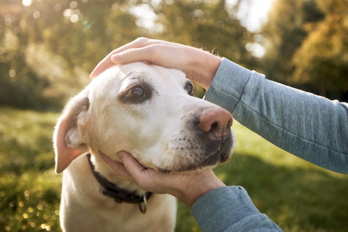 Il mio cane ha un’ulcera sul tartufo che non guarisce:  Il carcinoma del tartufo del cane.